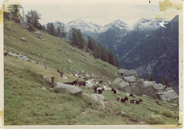 Capre al pascolo presso l'alpe Campo